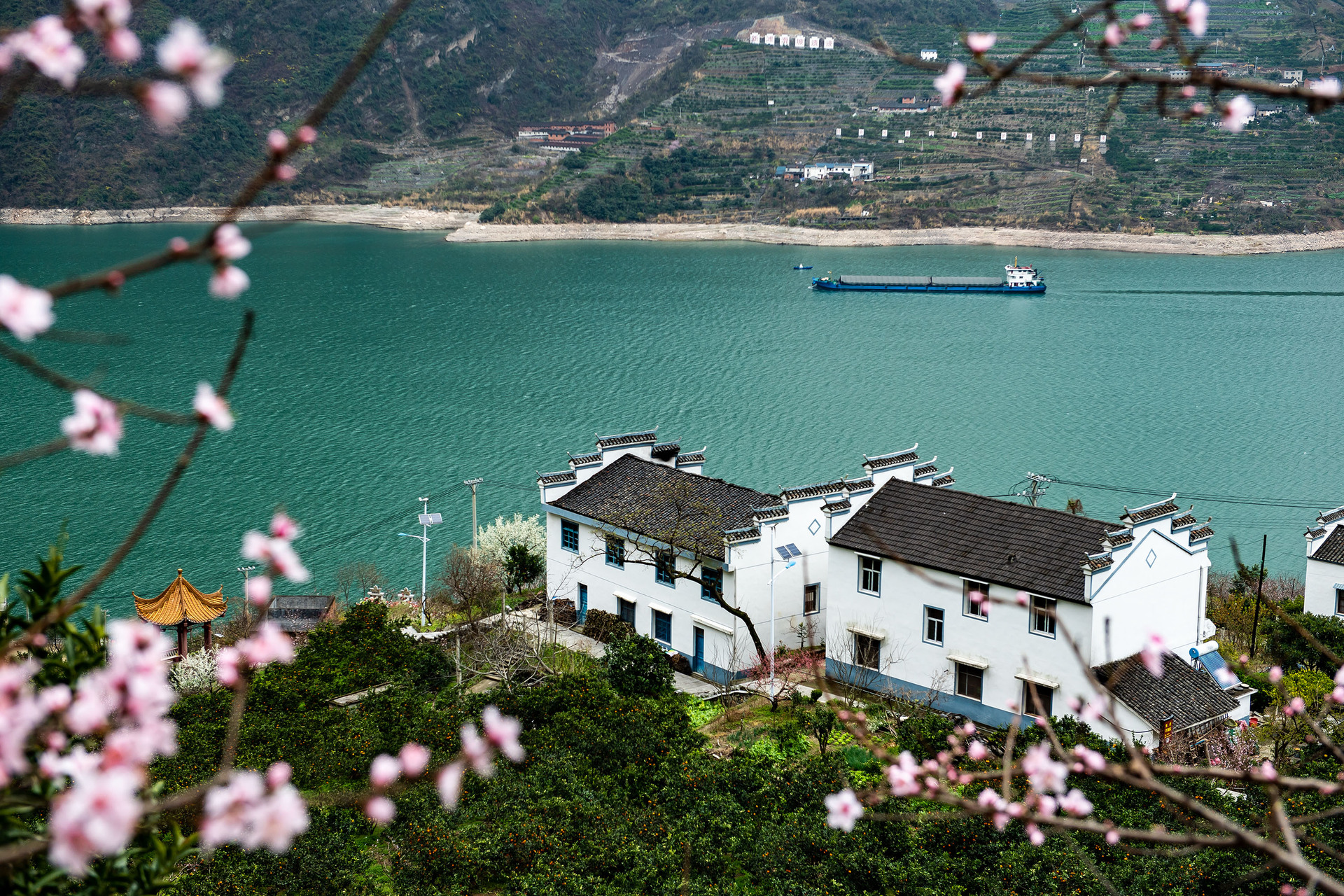 鮮花盛開的湖北省宜昌市秭歸縣屈原鎮(zhèn)西陵峽村臍橙園。 新華社發(fā).JPG