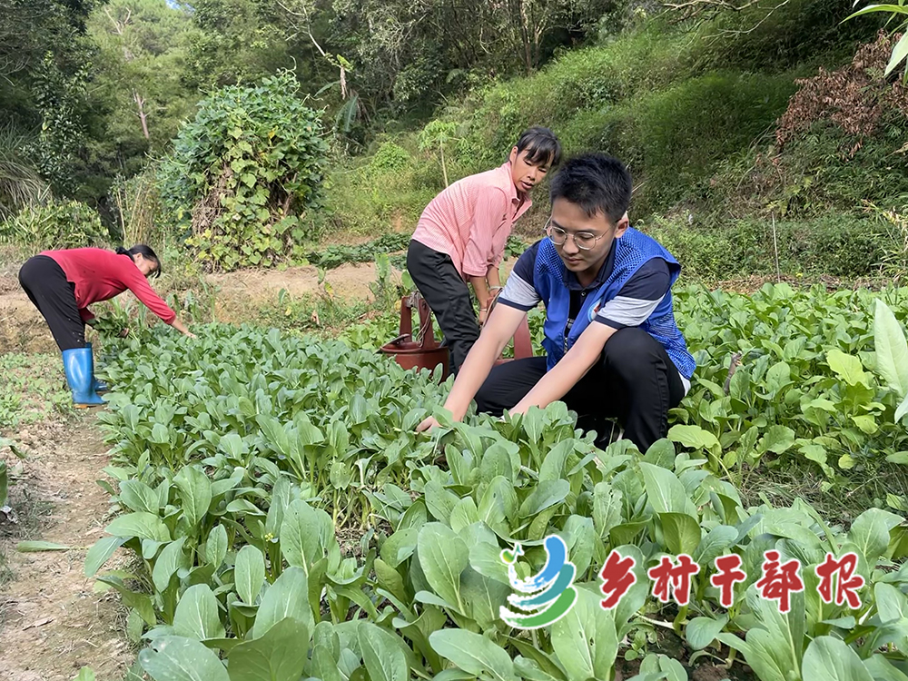 選調(diào)生陳浩銘配圖(陳浩銘（右一）幫村民摘菜。2.jpg